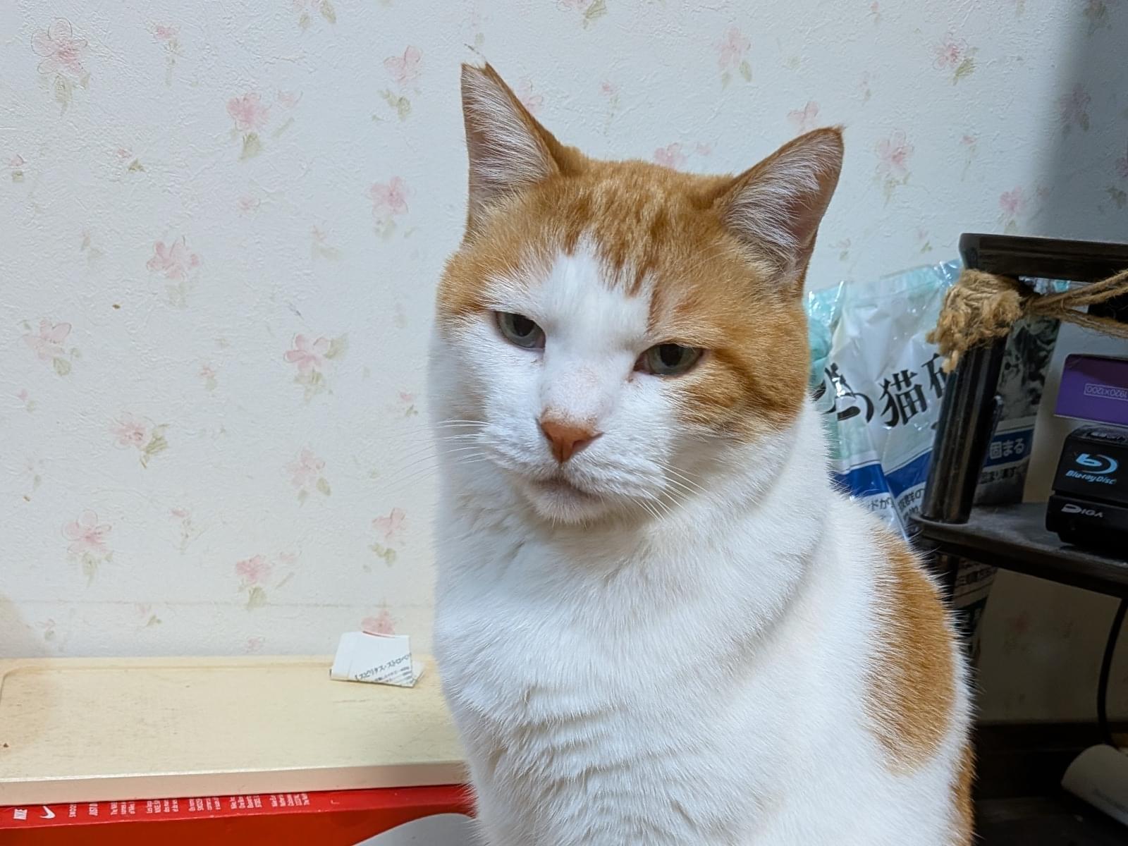 保護された猫 保護された猫