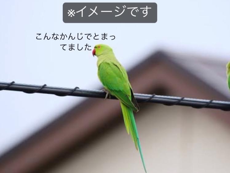 目撃された鳥 目撃された鳥