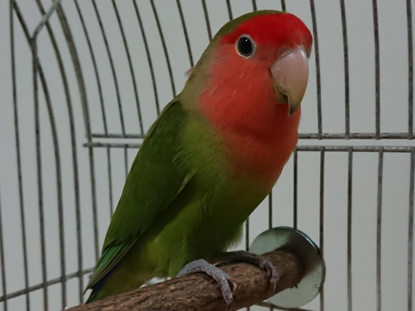保護された鳥 保護された鳥