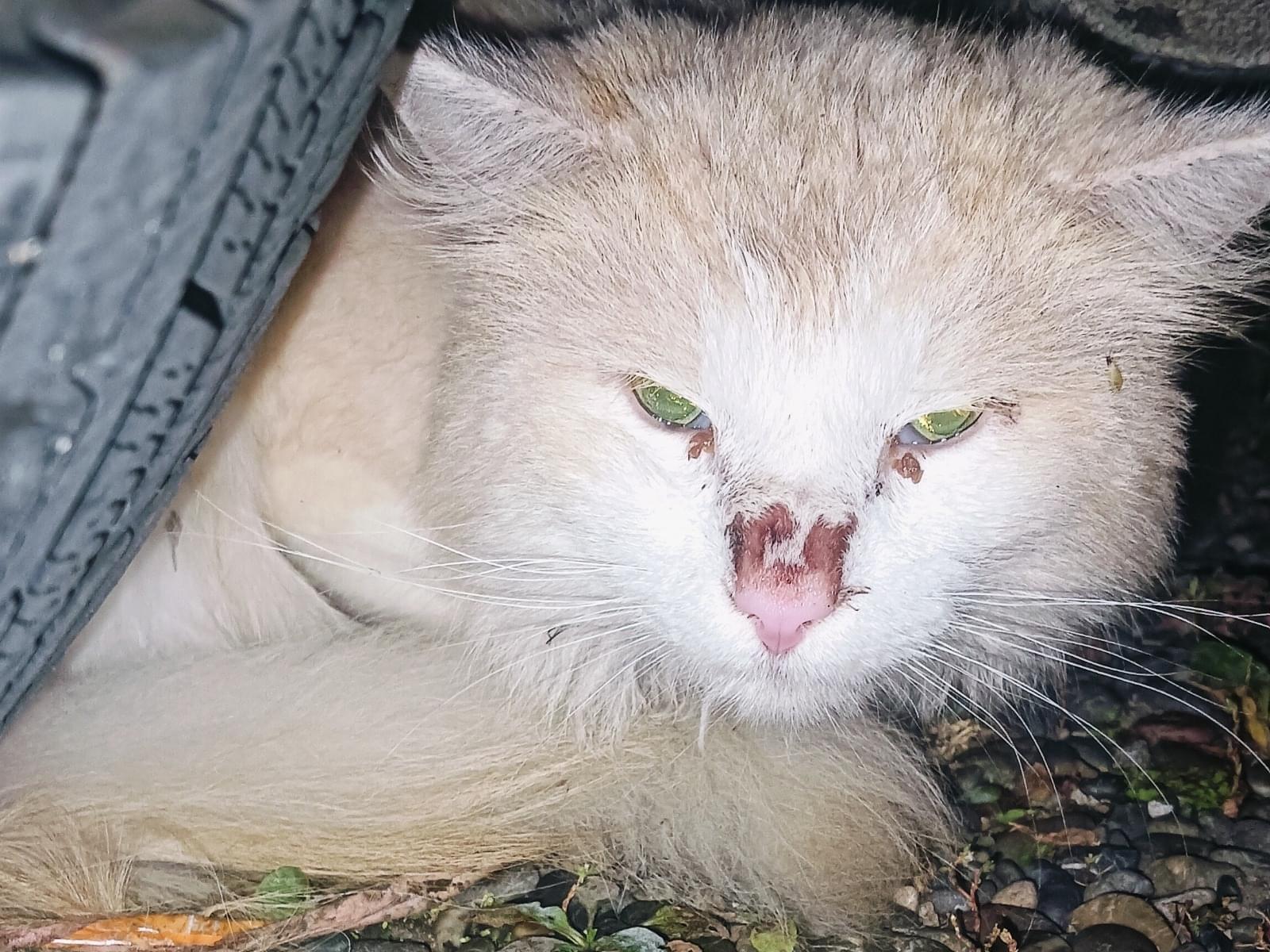目撃された猫 目撃された猫