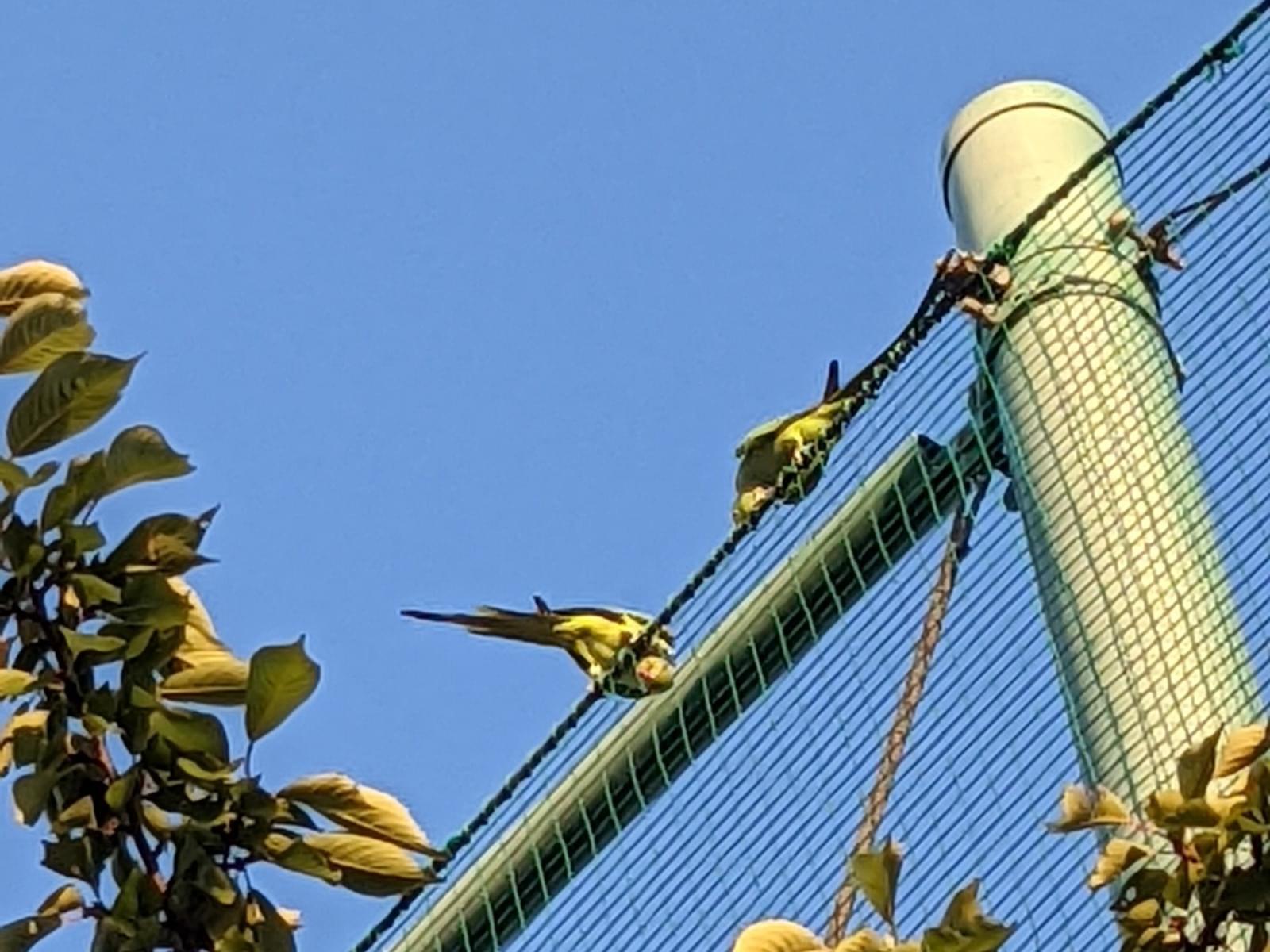目撃された鳥 目撃された鳥