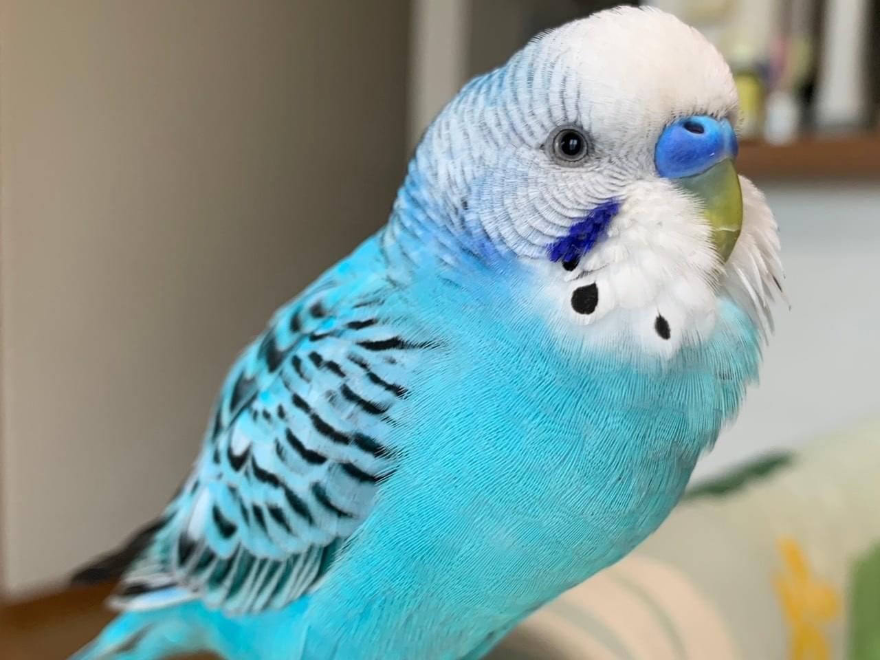 ピコちゃん ピコちゃん