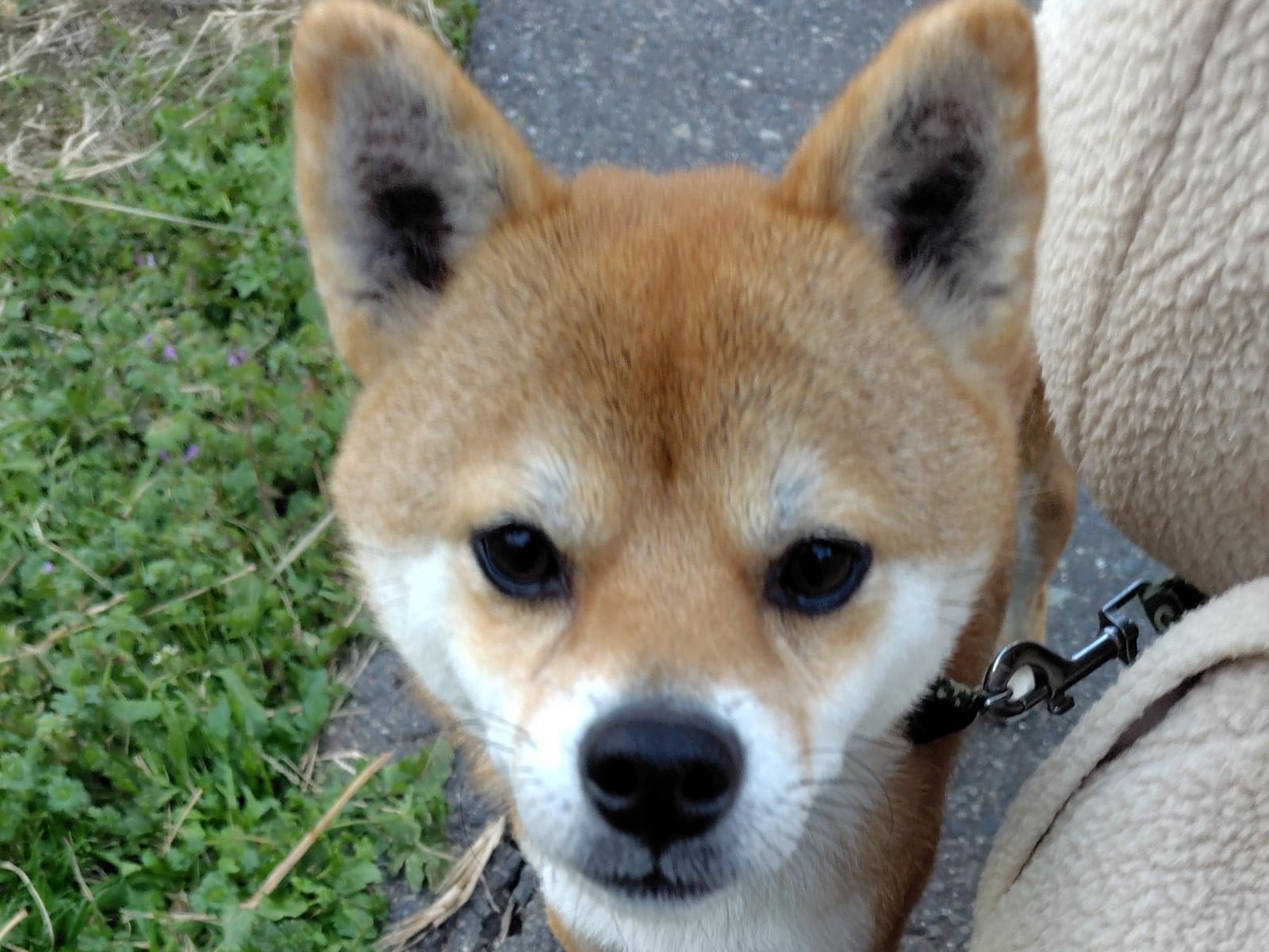 保護された犬 保護された犬