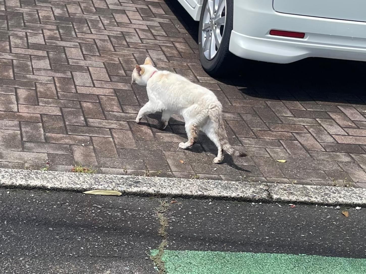 目撃された猫
