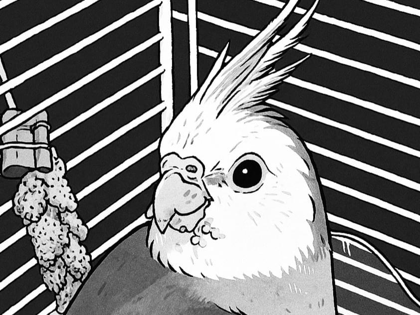 保護された鳥 保護された鳥