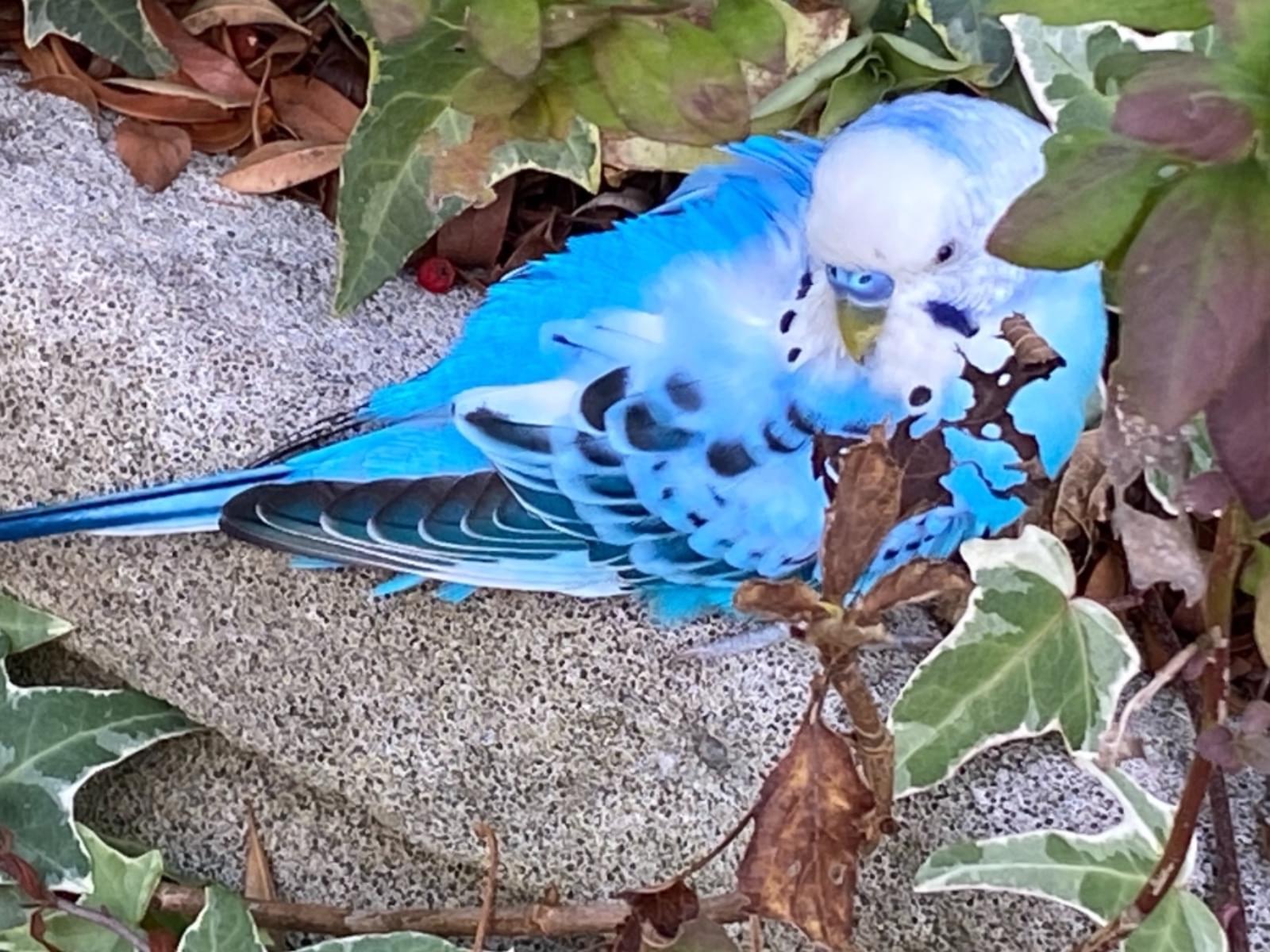 目撃された鳥 目撃された鳥