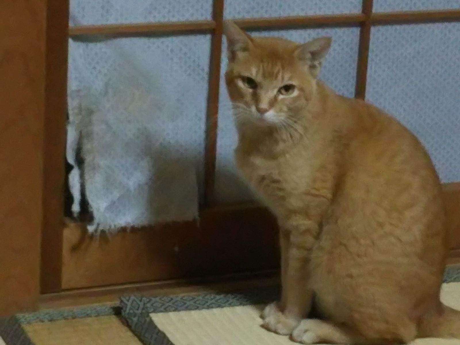 きゅうたろうちゃん きゅうたろうちゃん