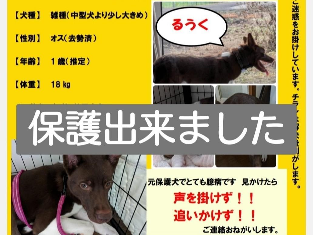 保護された犬 保護された犬
