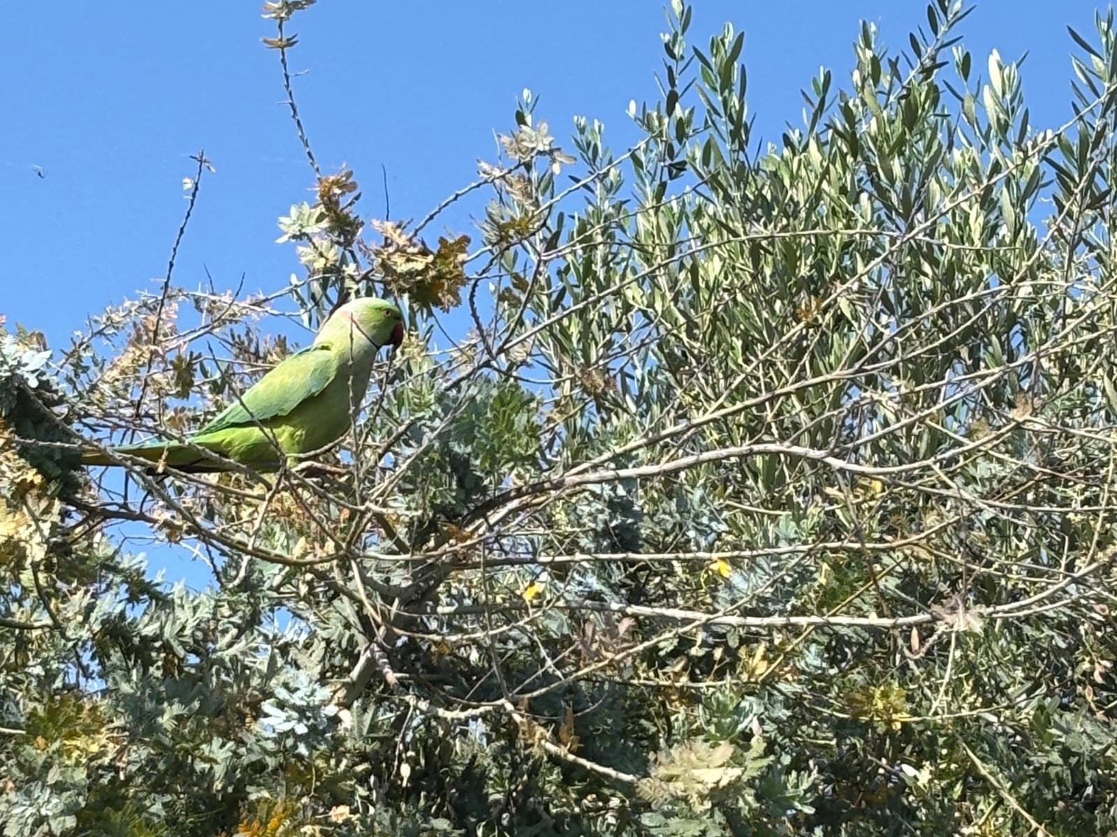 目撃された鳥