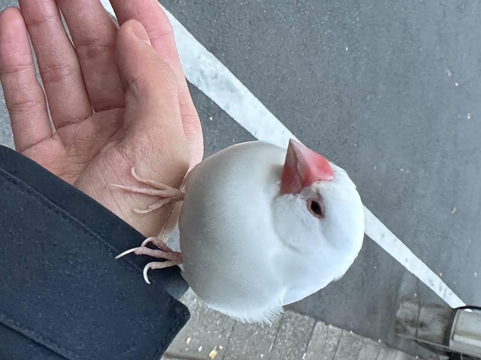 保護された鳥 保護された鳥