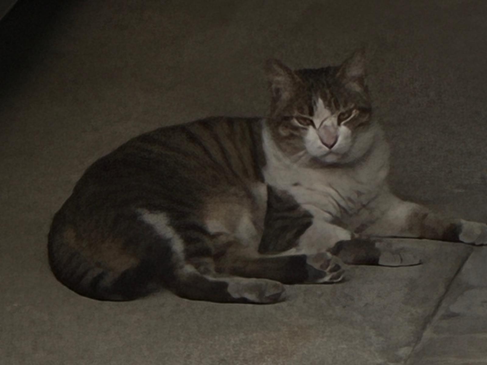 目撃された猫