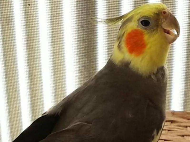 ラグエルちゃん ラグエルちゃん
