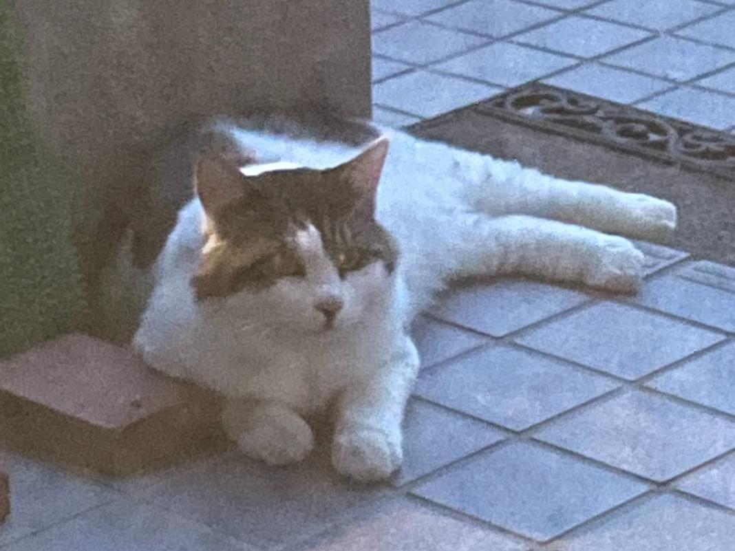 目撃された猫 目撃された猫
