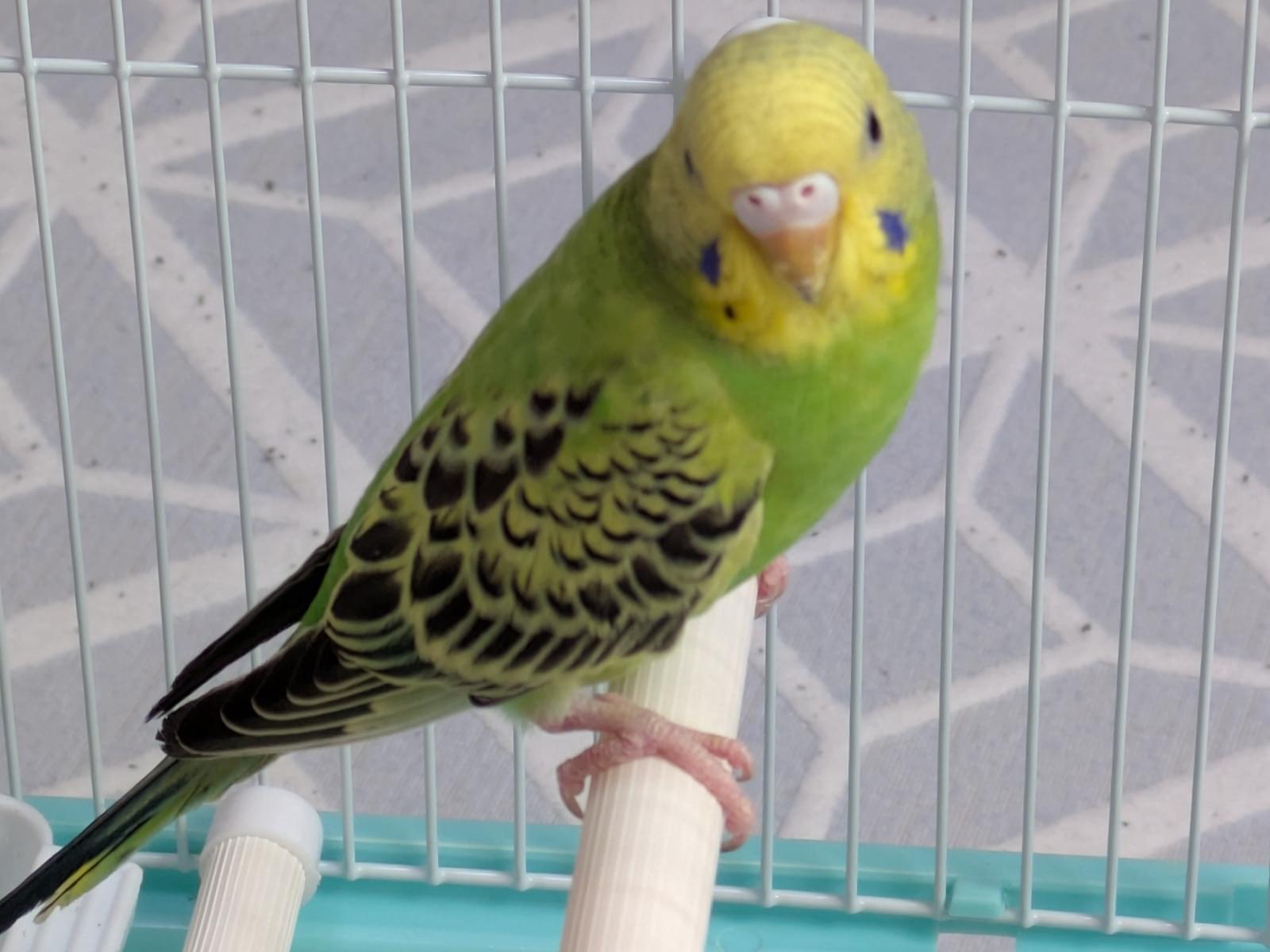 保護された鳥 保護された鳥