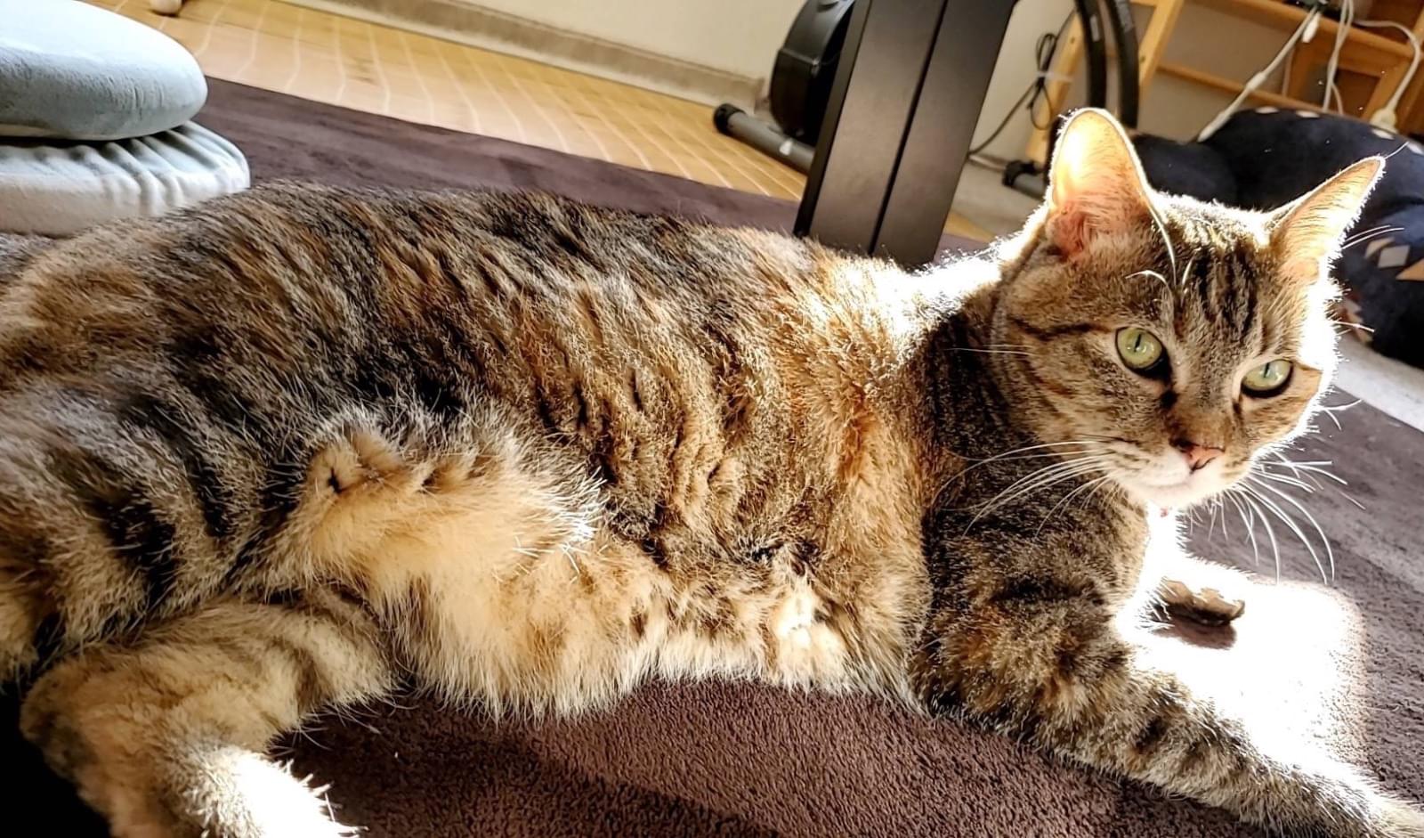 茶色の猫、ビスクドル 【公式通販】