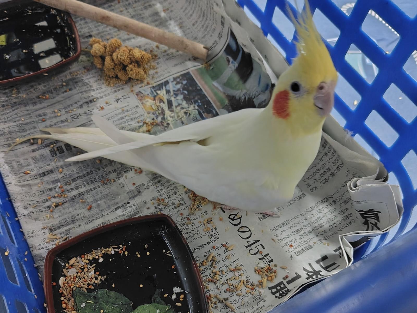 保護された鳥 保護された鳥