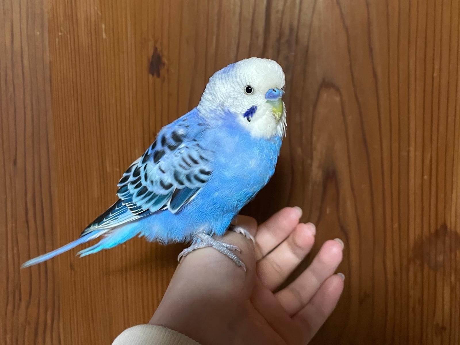 保護された鳥 保護された鳥