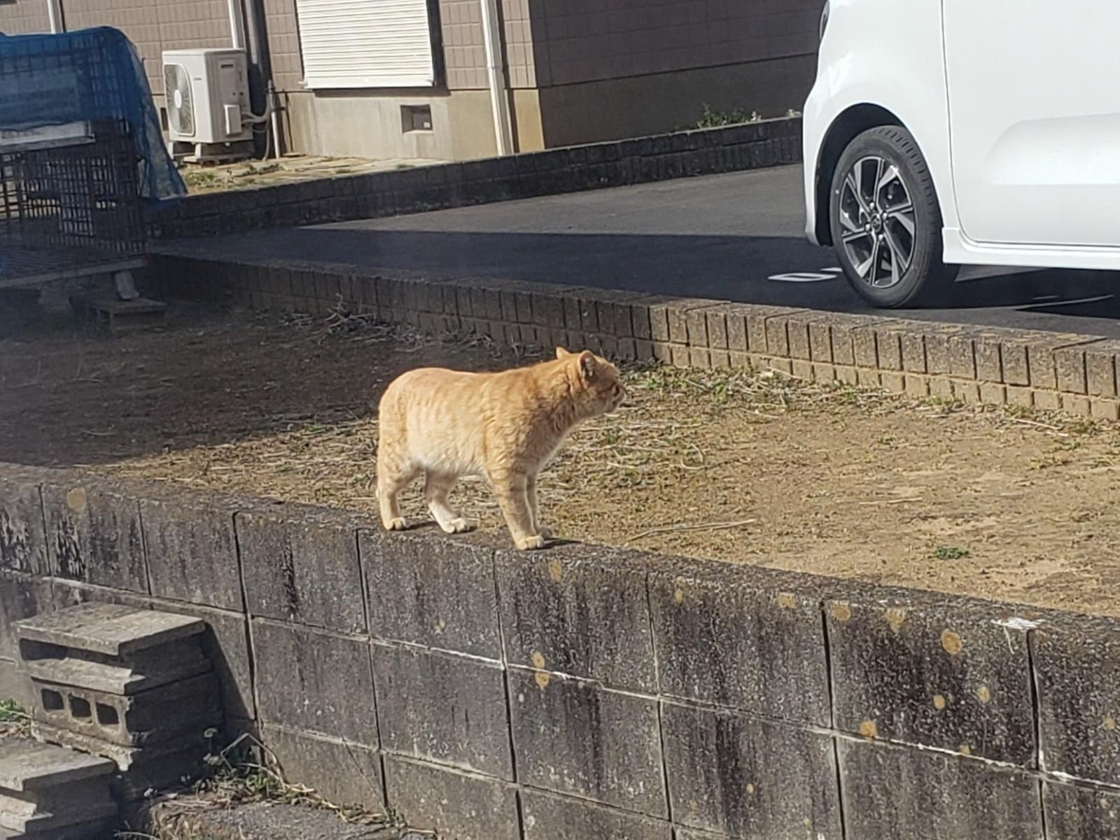 目撃された猫 目撃された猫