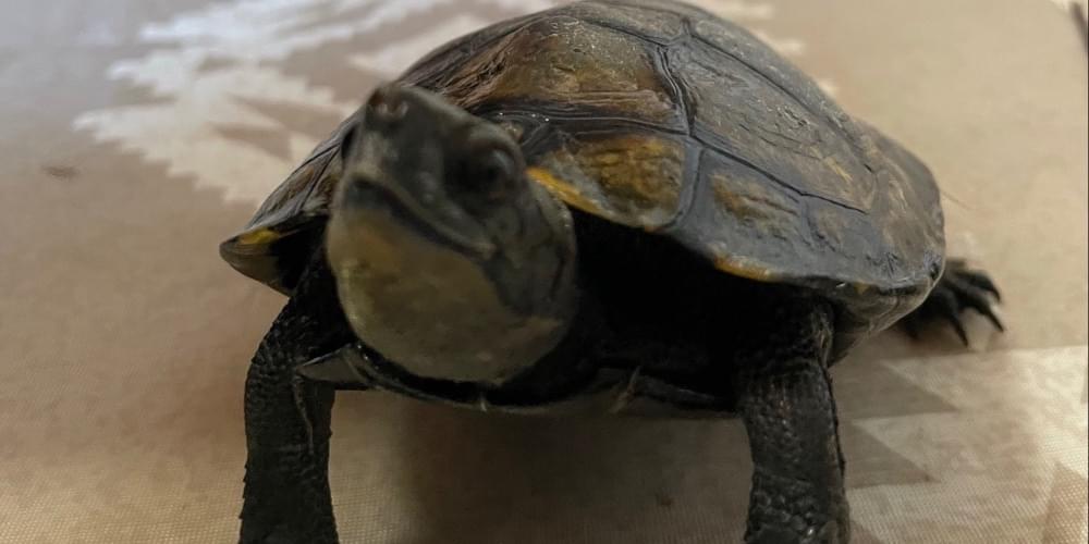 15センチくらいの亀を探しています