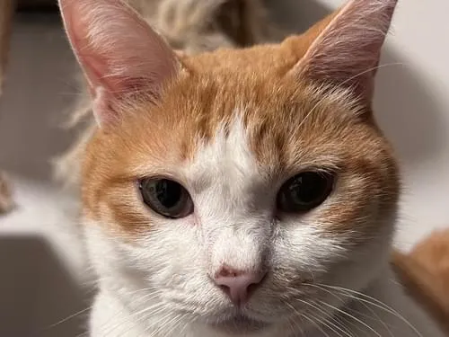 みいめいさん専用 白と茶色の猫 写真素材 歩く茶トラ白の猫 - No
