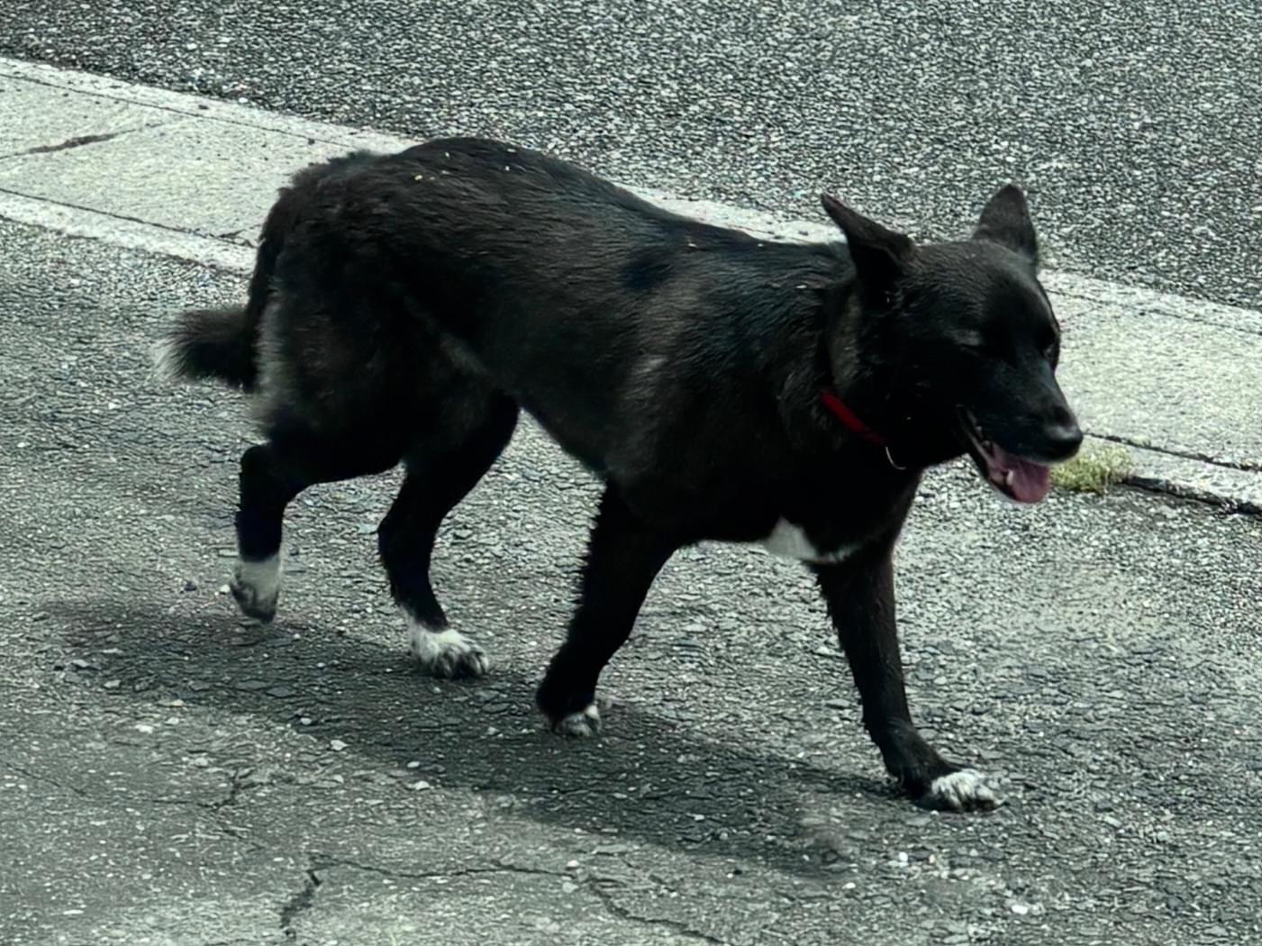 目撃された犬 目撃された犬