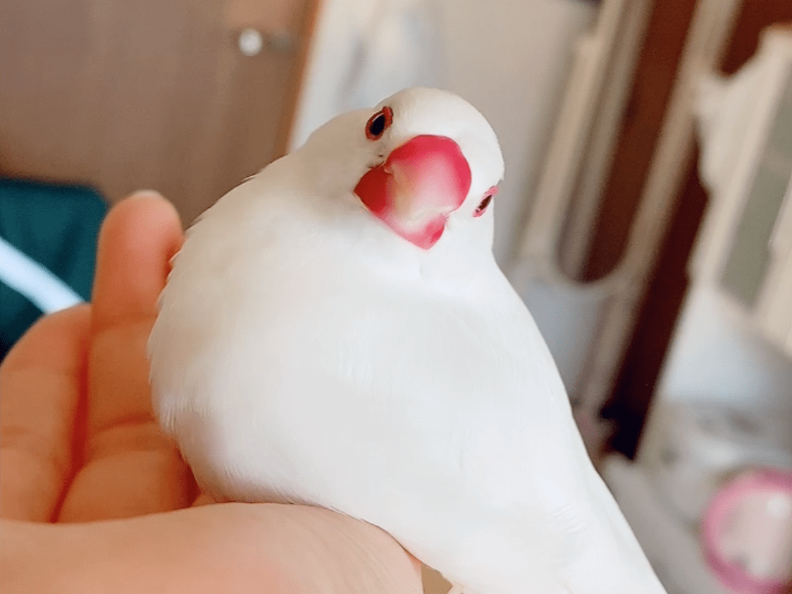 ぴーちゃん ぴーちゃん