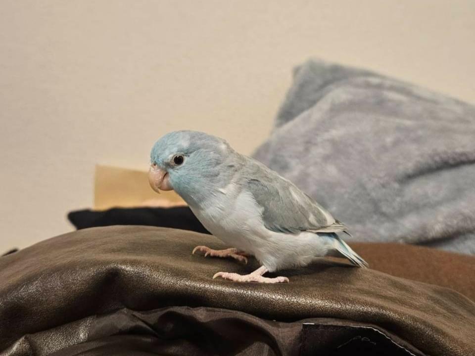 まこちゃん
