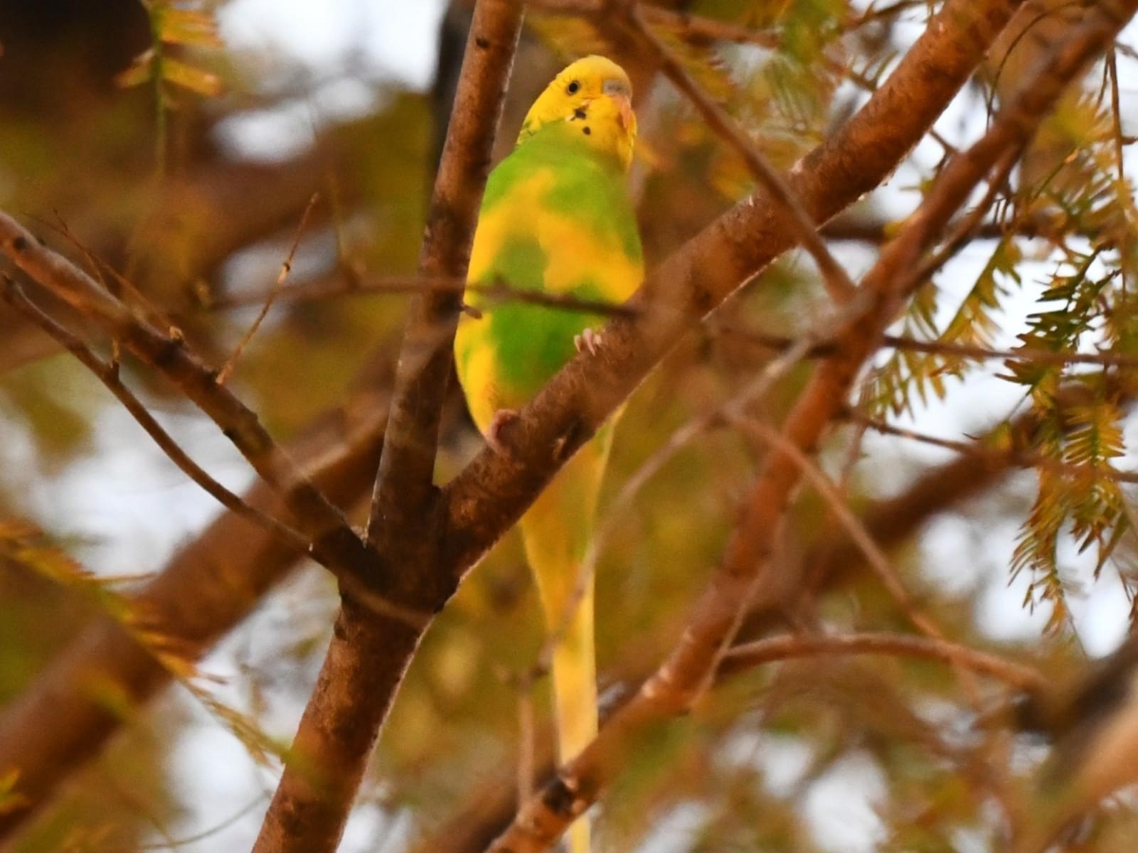 目撃された鳥 目撃された鳥