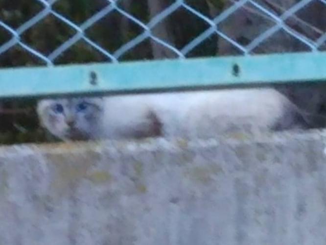 保護された猫 保護された猫