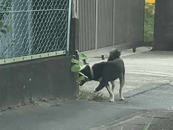 目撃された犬 目撃された犬