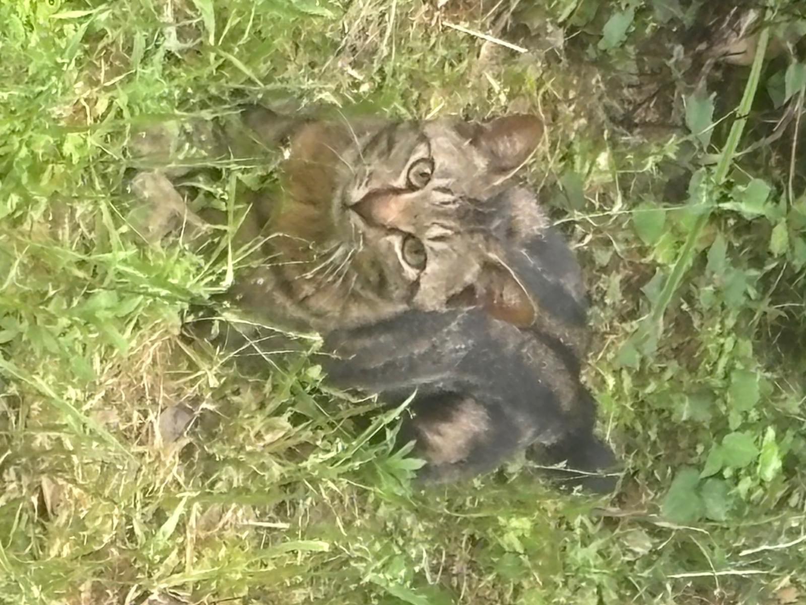 目撃された猫