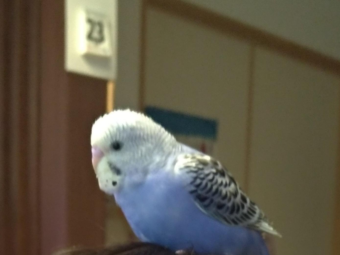 アオちゃん アオちゃん