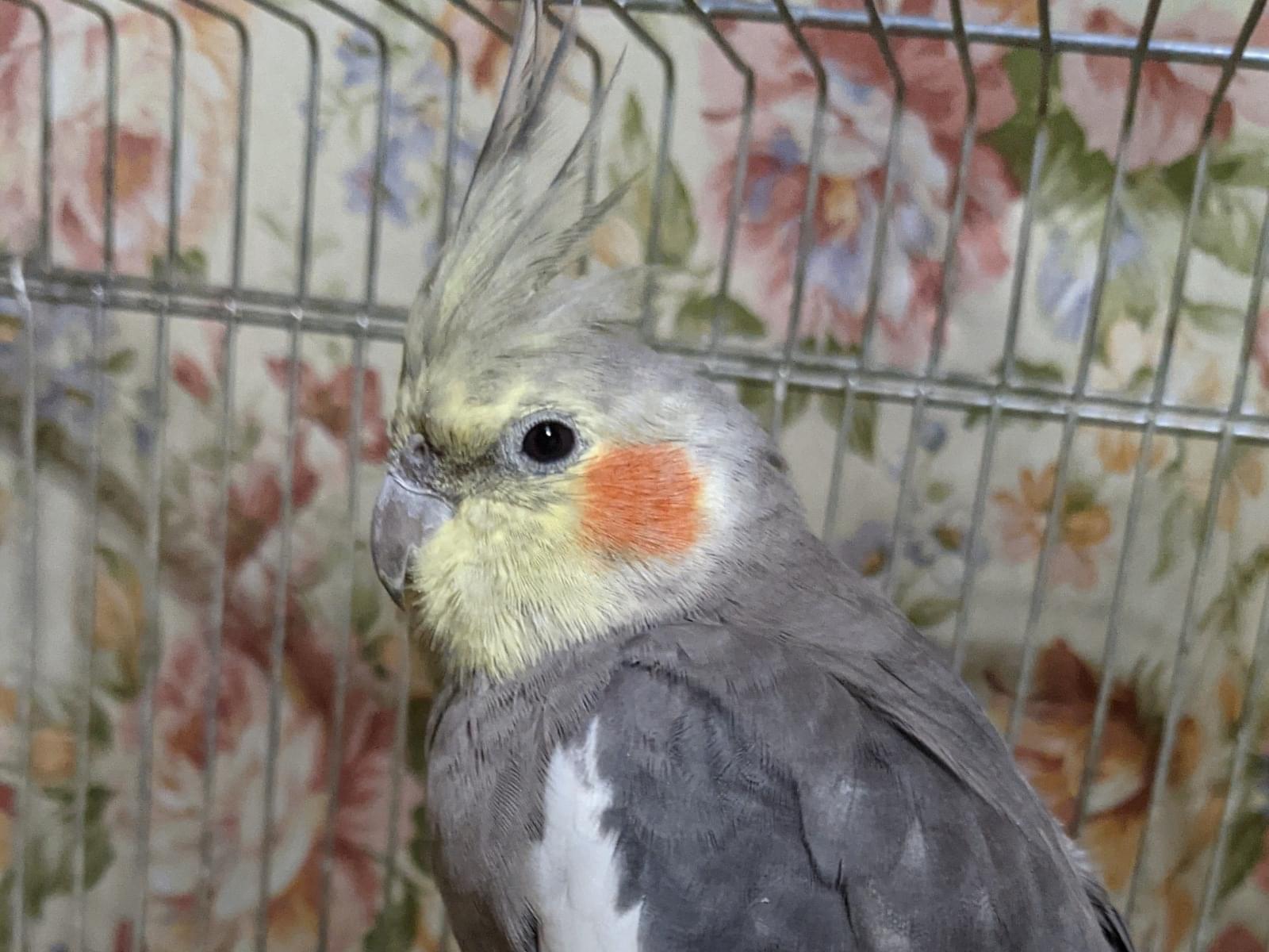 保護された鳥 保護された鳥