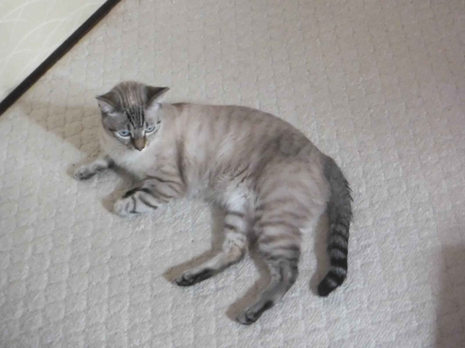 クリームちゃん クリームちゃん