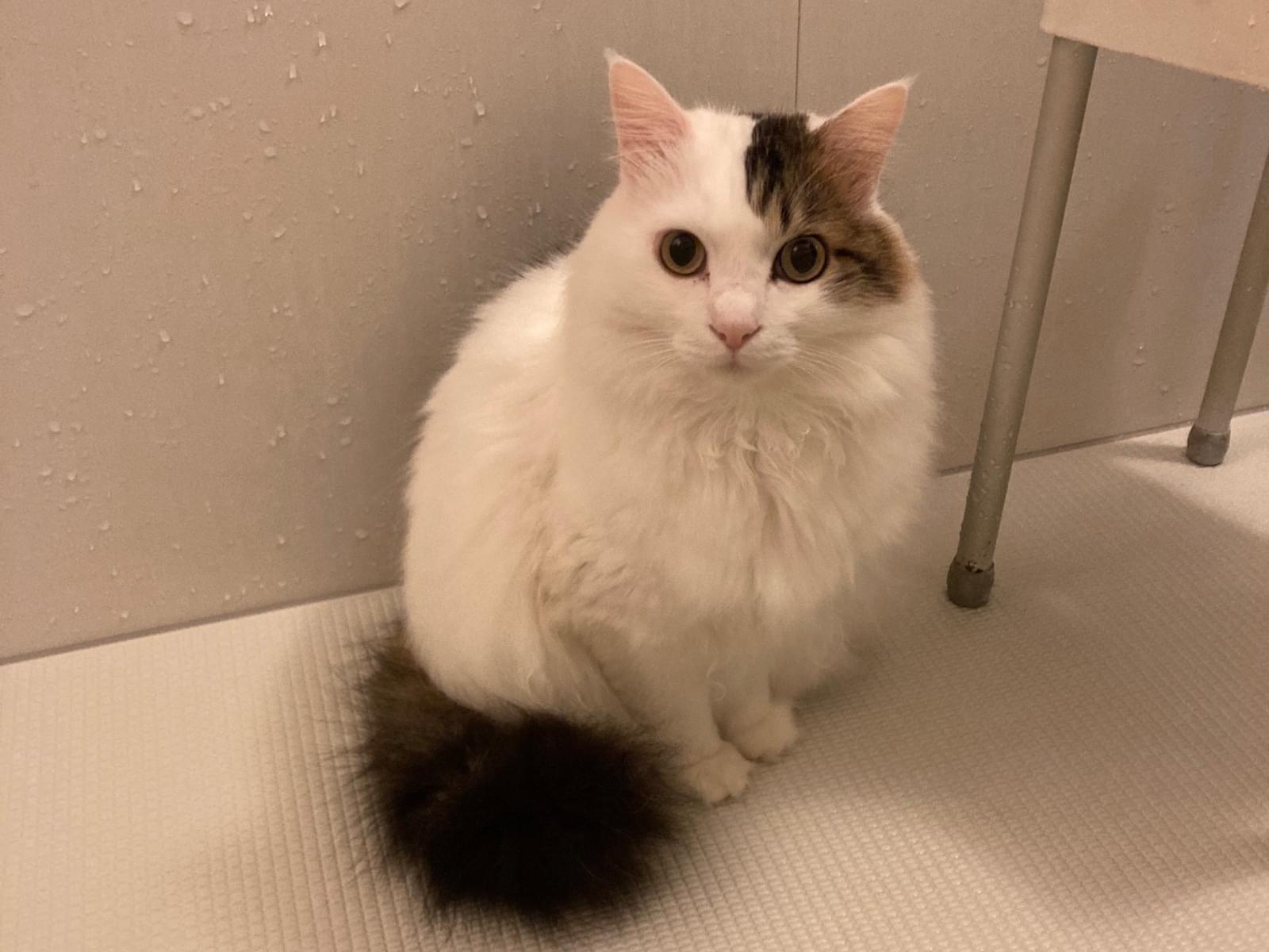 ふぃぐちゃん ふぃぐちゃん