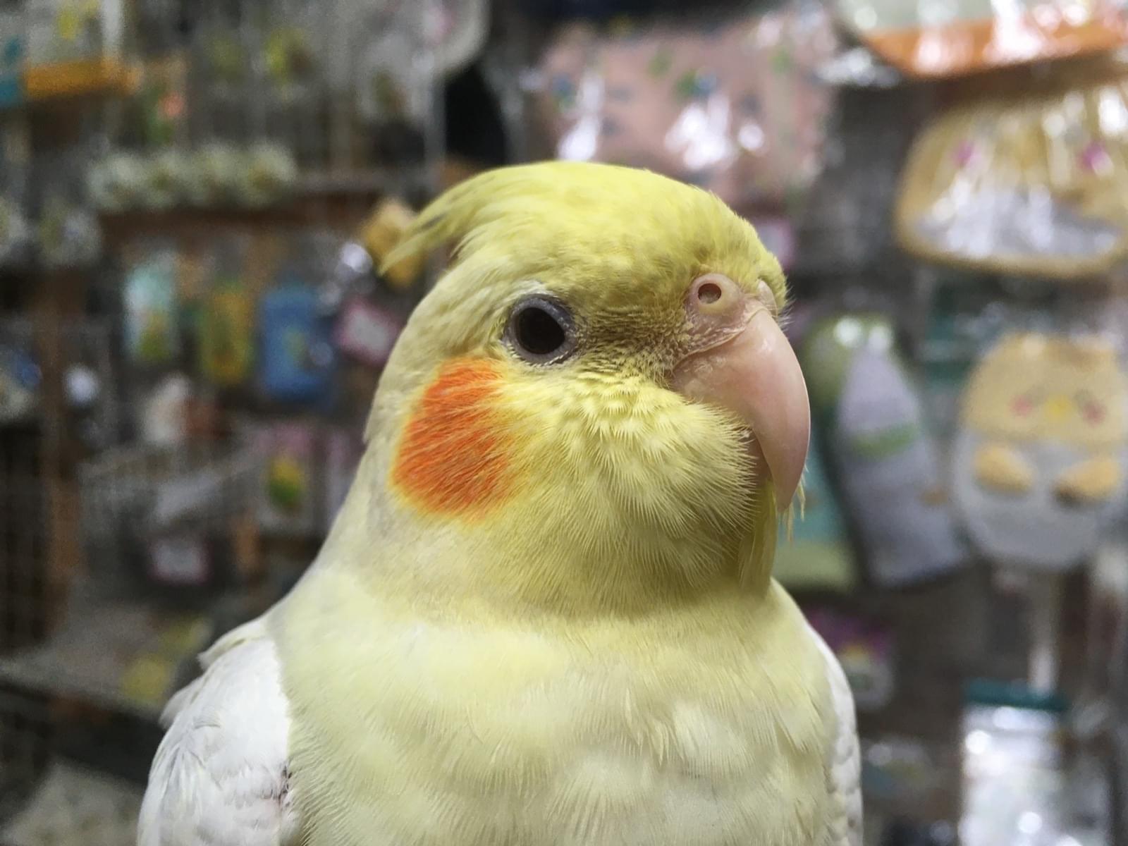 オカメインコ ルチノーちゃん オカメインコ ルチノーちゃん