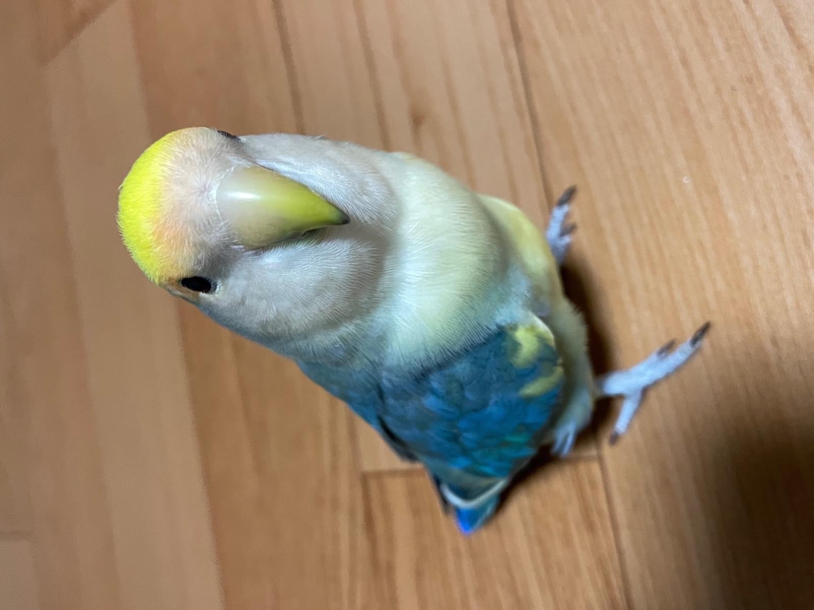 るるちゃん るるちゃん