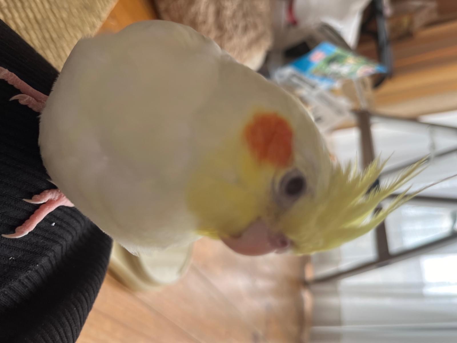 ポッちゃん ポッちゃん