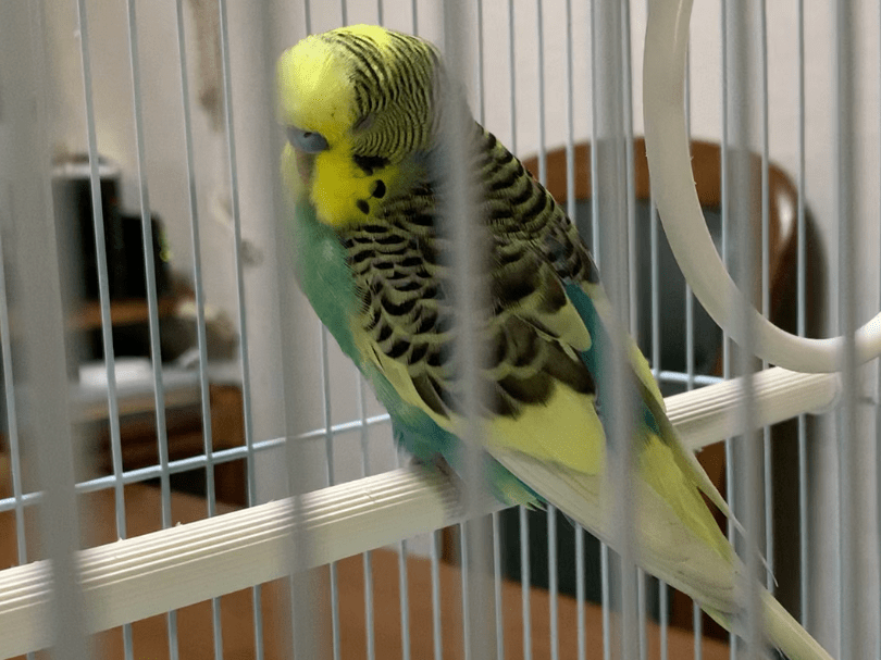 保護された鳥 保護された鳥