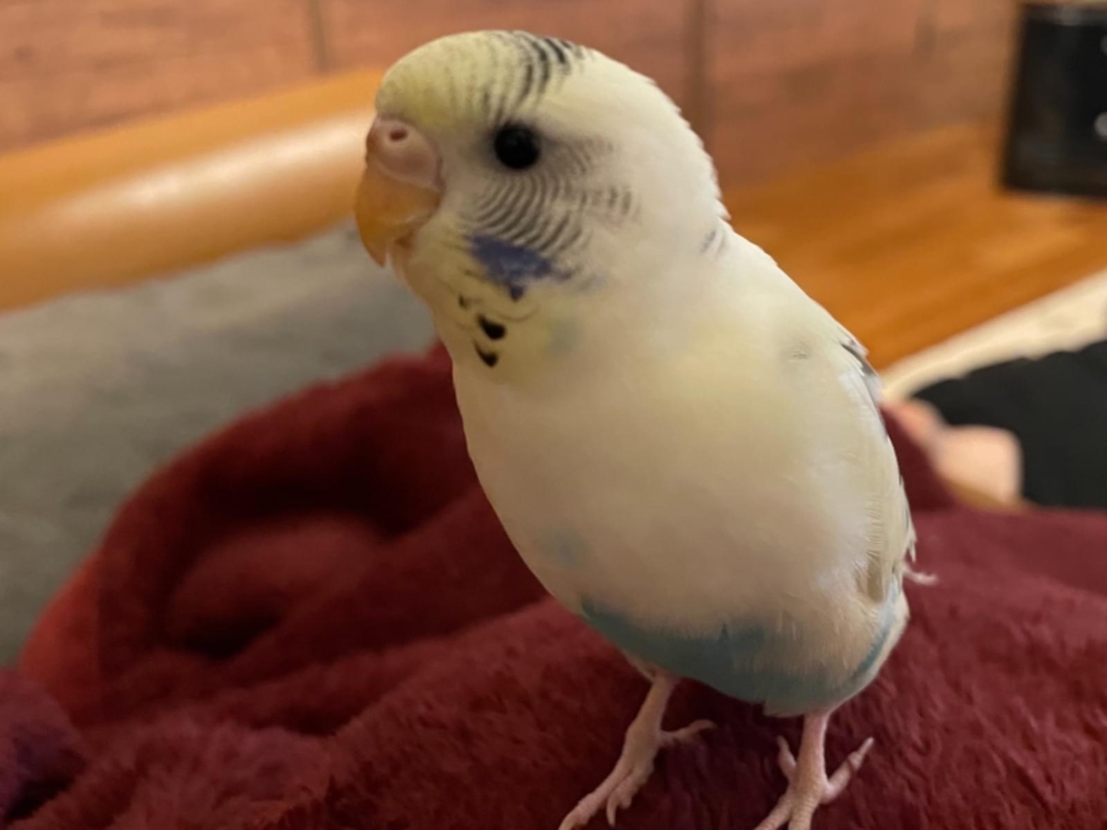 Qooちゃん Qooちゃん
