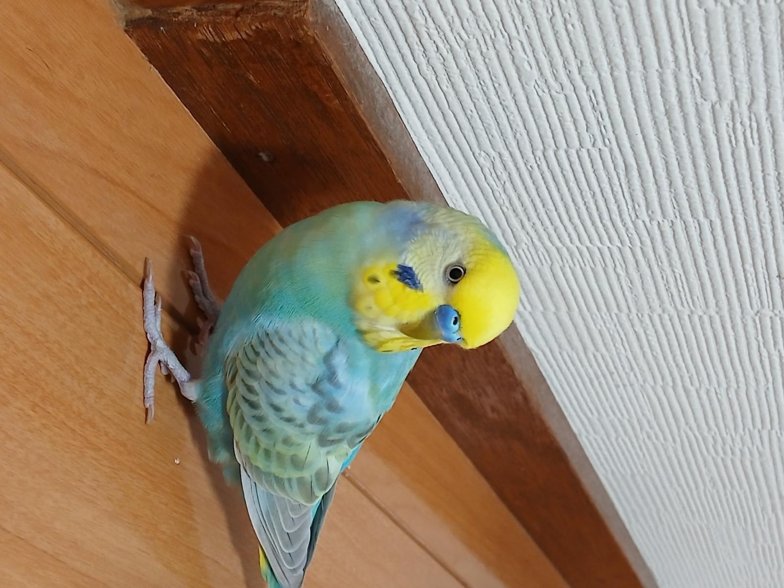 ぴーちやんちゃん ぴーちやんちゃん