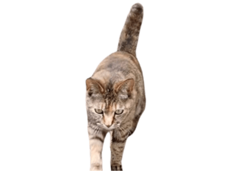 目撃された猫 目撃された猫
