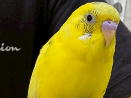 いくらちゃん いくらちゃん