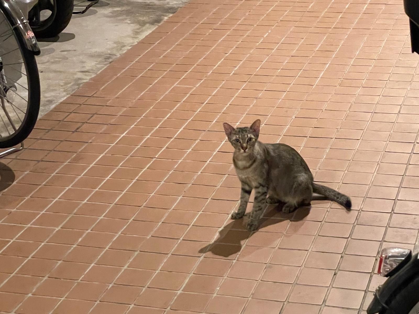 目撃された猫 目撃された猫