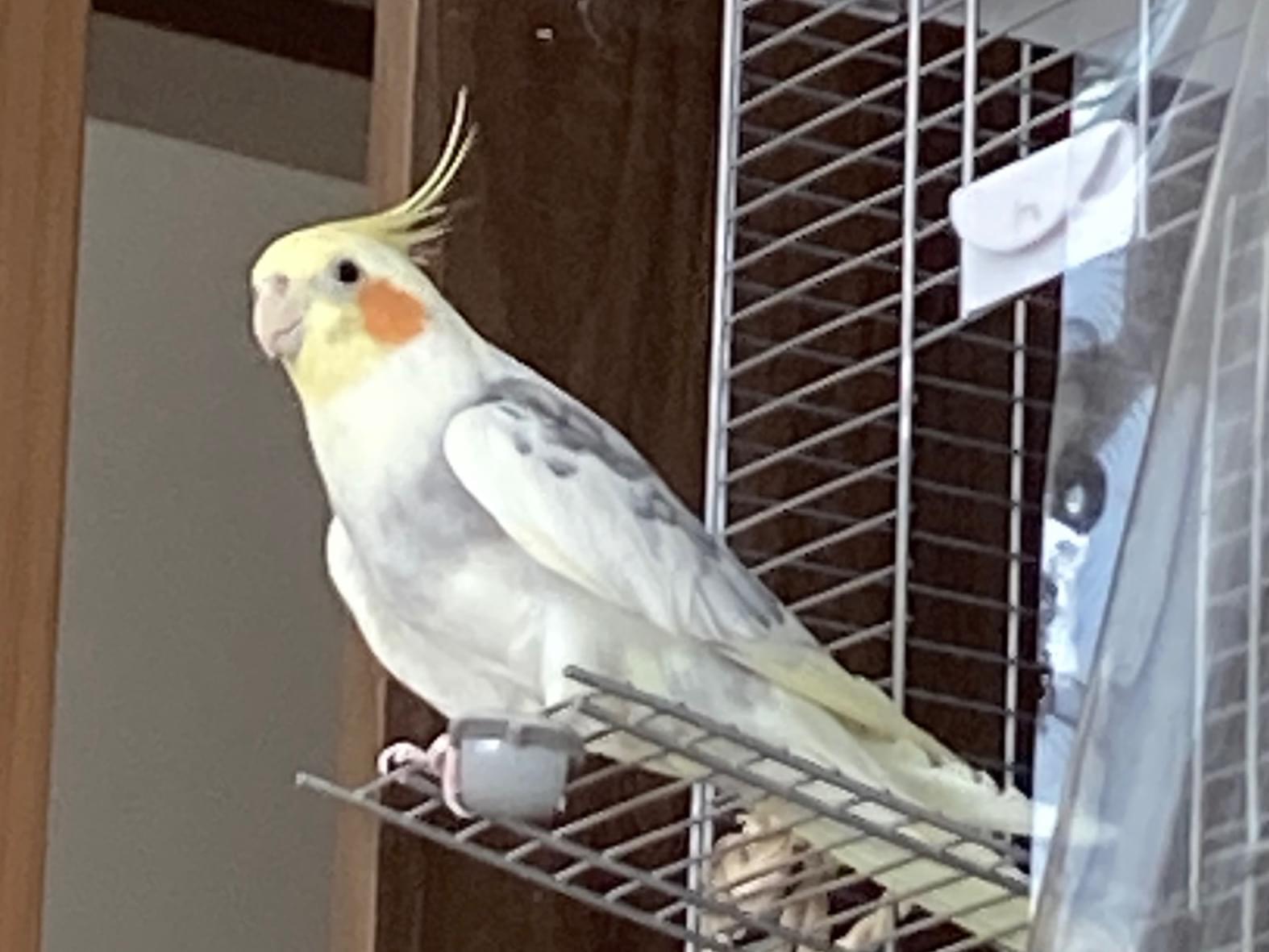 ぴーちゃん ぴーちゃん