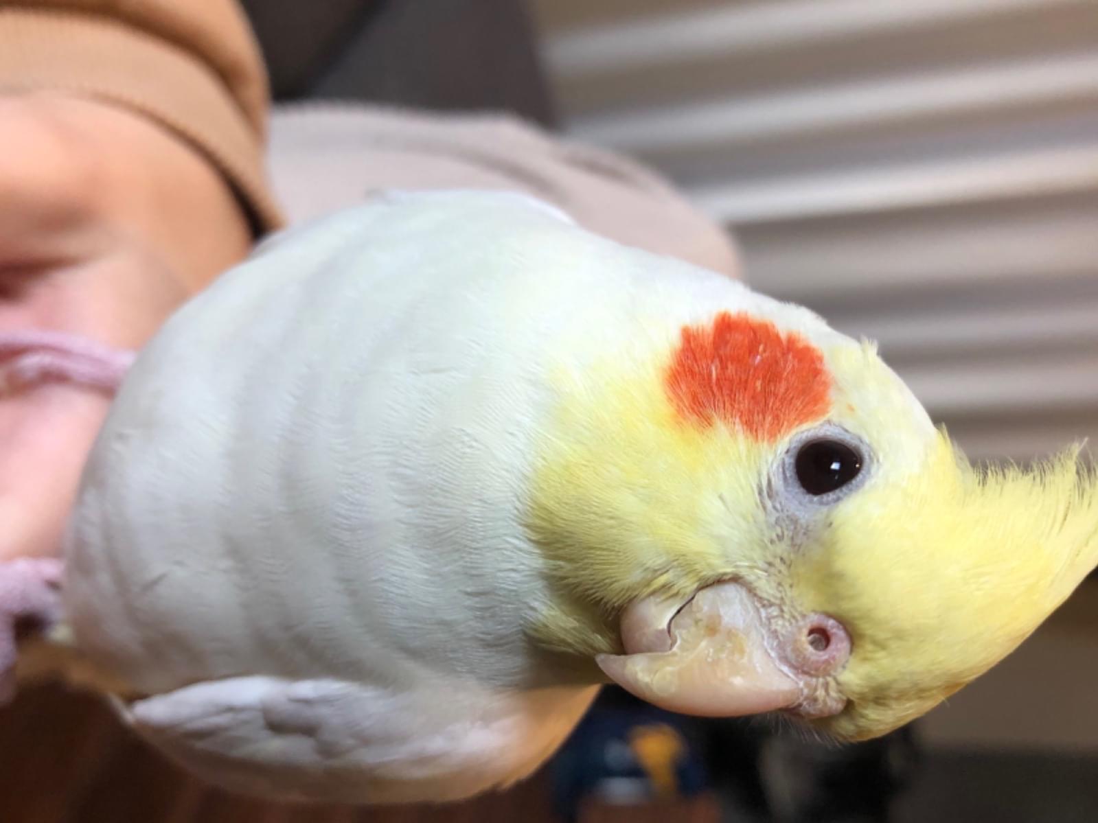 おーちゃん おーちゃん