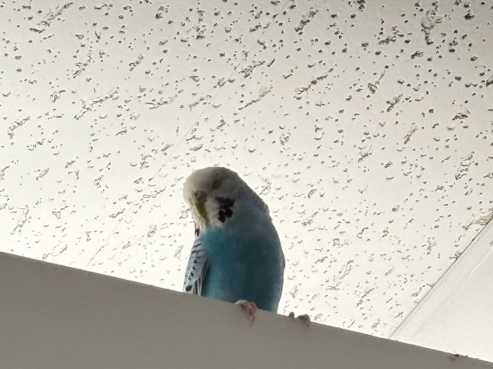 目撃された鳥 目撃された鳥