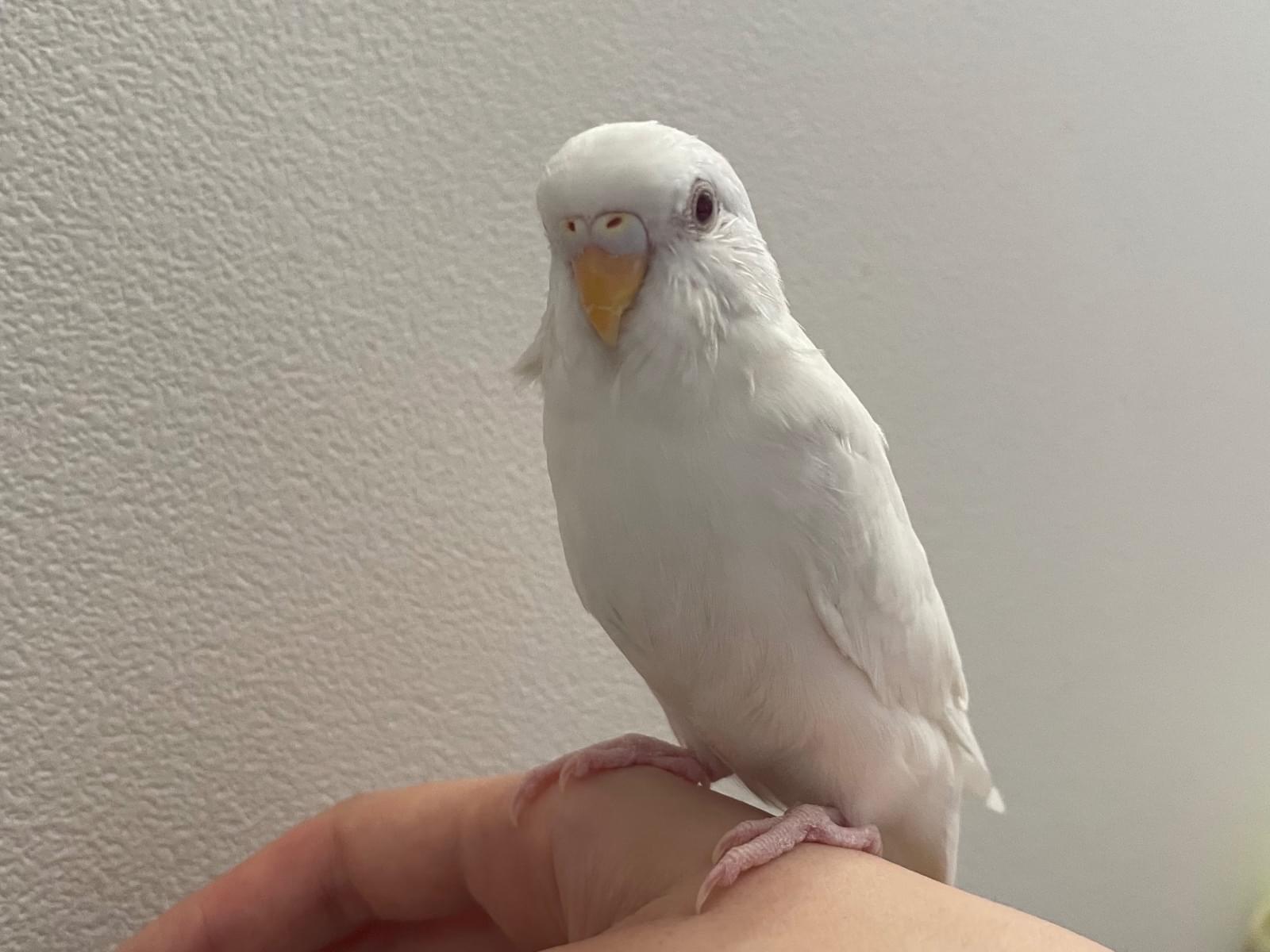 はくちゃん はくちゃん