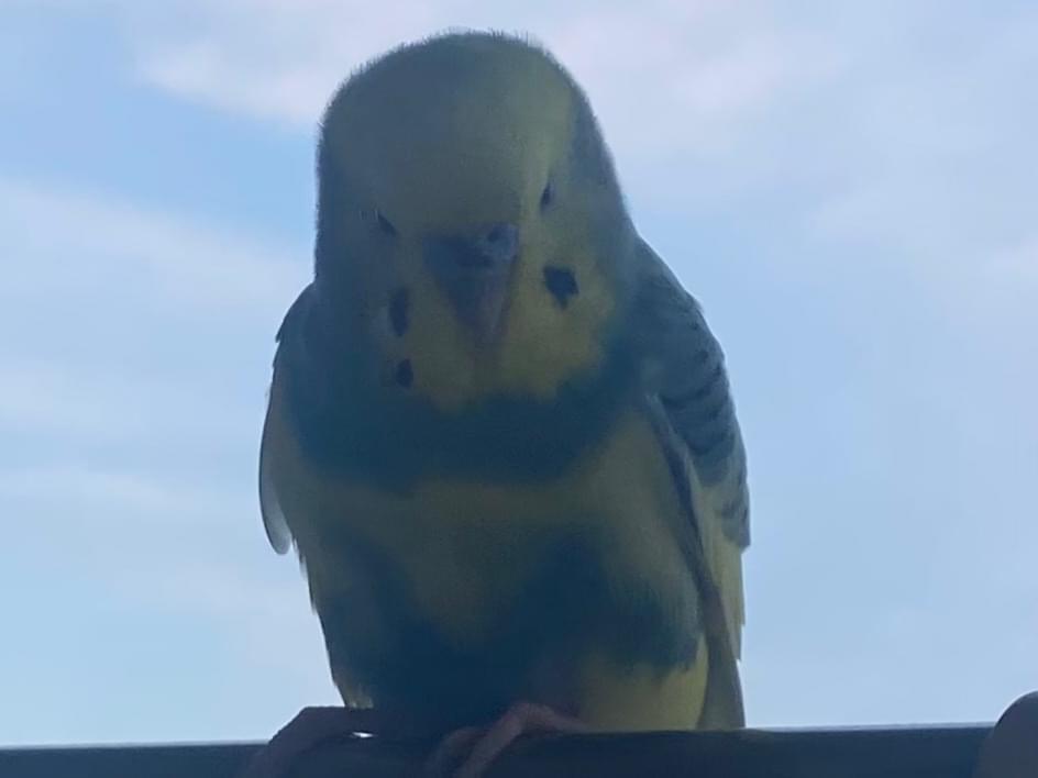 目撃された鳥 目撃された鳥