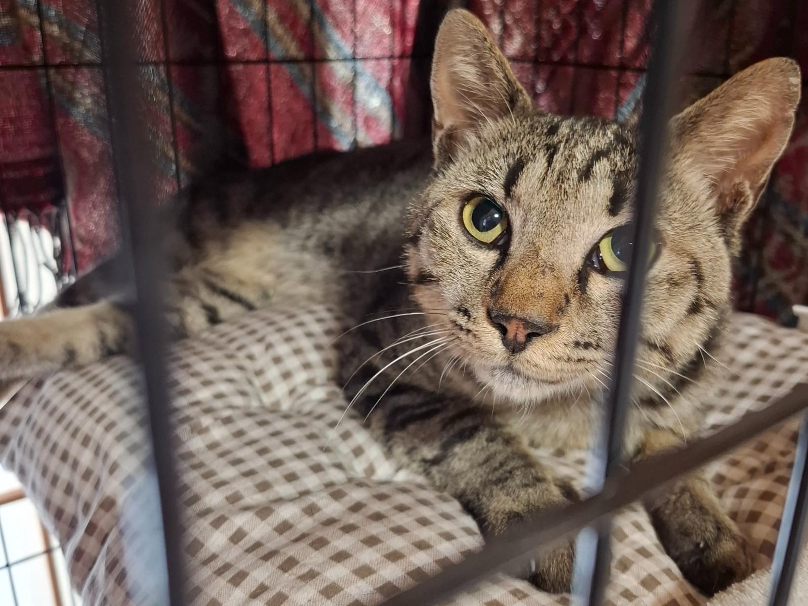 保護された猫